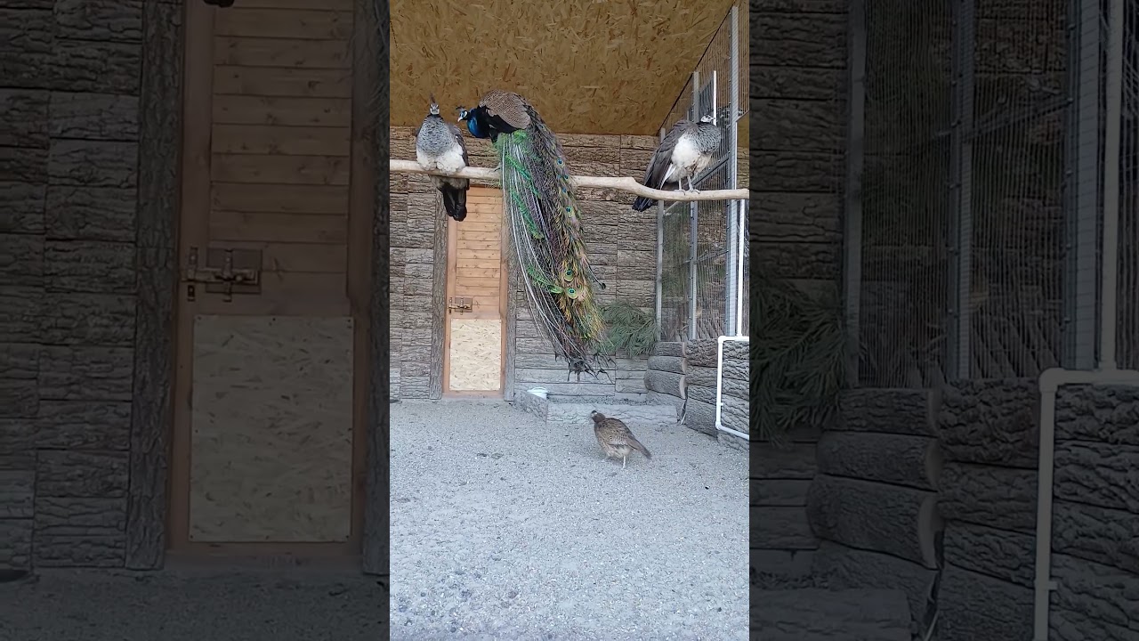 Эти красивые птицы, завораживают. Яванский павлин и индийский.