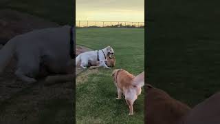 golden retrievers    having a fun  time during  sun set time. #goldenretriever #dogs part1