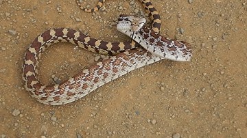 Gopher Snake, Chiricahua Mountains, Arizona