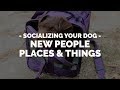 How to Socialize Your Dog to New People, Places or Things with Michael Ellis How to Socialize Your Dog to New People, Places or Things with Michael Ellis