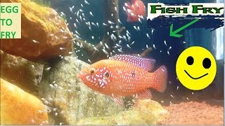 Jewel Cichlid |-From egg to free moving fry-| Watch Them Grow|-|video|