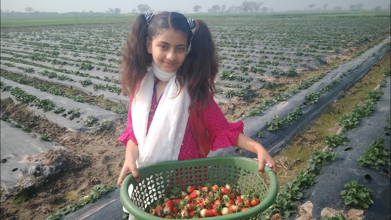 strawberry farming in village strawberry farming in pakistan YouTube