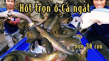 Hốt Trọn Ổ Cá Ngát Hơn 30 Con Lớn Nhỏ /Đạt Nguyễn Cần Giờ
