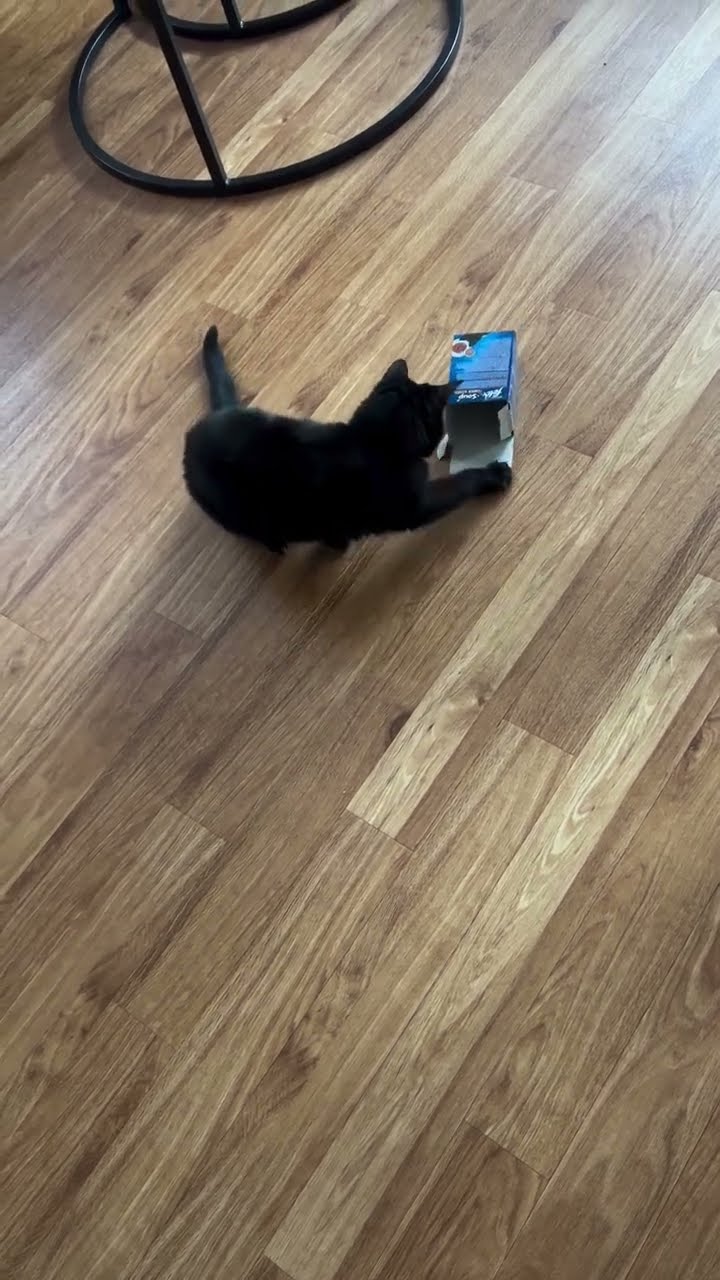 Très drôle le chat  noire