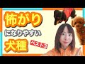 【社会化必須】怖がりになりやすい犬種ランキングベスト3！