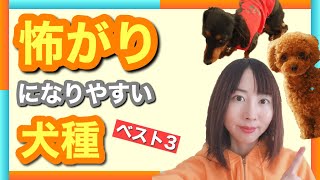 【社会化必須】怖がりになりやすい犬種ランキングベスト3！