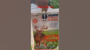 Big buck food! One month check up on my clover plot.