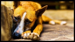 The Current State of Animal Cruelty in China