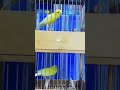 صوت رائع لكناري مالينوا مالينوا Canary Canario تزاوج الكناري Canário Canari تزاوج الكناري صوت رائع لكناري مالينوا مالينوا Canary Canario تزاوج الكناري Canário Canari تزاوج الكناري