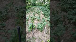 Hay potatoes instead of seed potatoes – quick and easy!