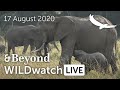 WILDwatch Live | 17 August, 2020 | Afternoon Safari |