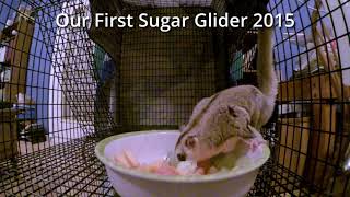 Memories - Our First Sugar Glider A Female by FurFeathersandFlowers 28 views 5 months ago 28 seconds