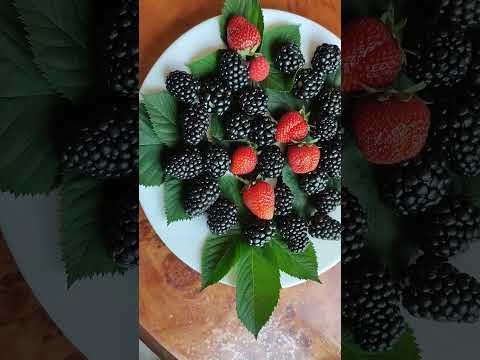 Ежевика Вошито и