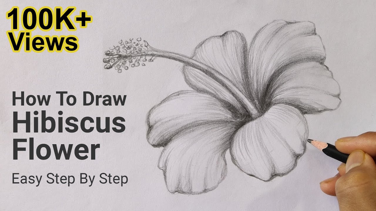 Hibiscus flower drawing hires stock photography and images  Alamy