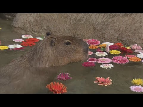 カピバラが約300本の花を浮かべたプールで泳ぐ 「ガーベラで華やかに」 アクア・トトぎふ