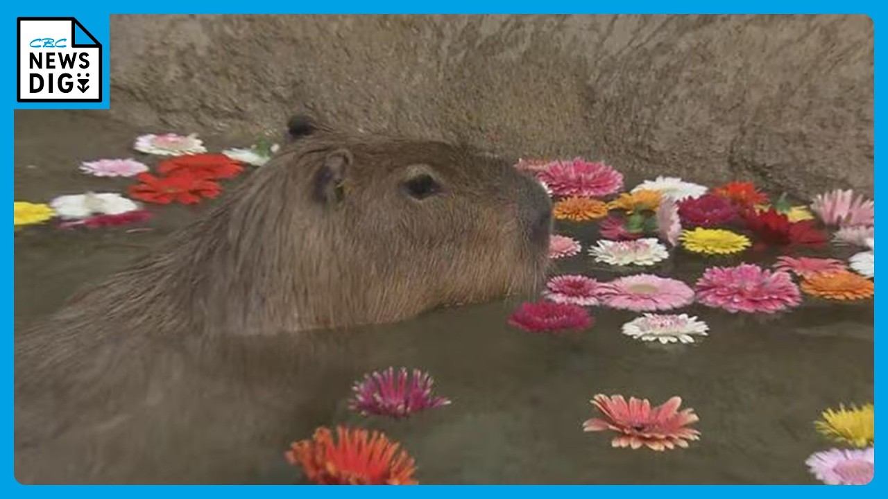 Capybaras swim in a pool filled with approximately 300 flowers