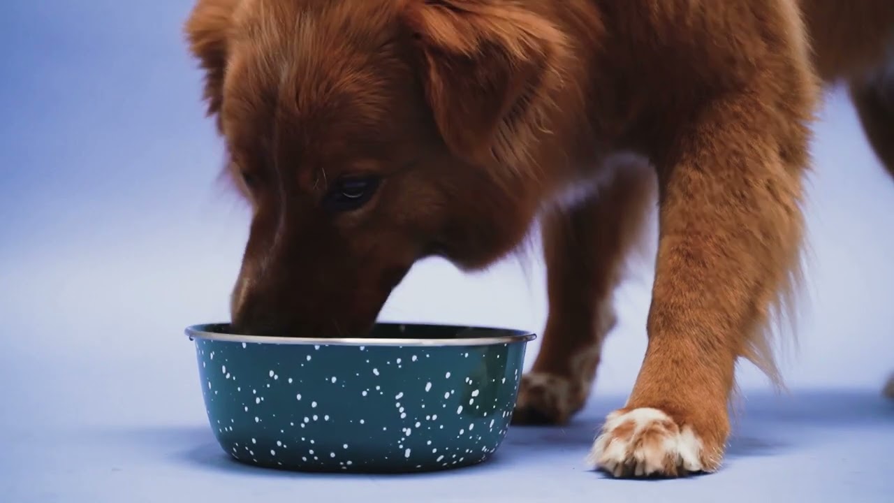 Pets Extremely Benefit From Living Water 💧.