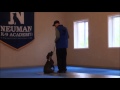 Roman (Pitbull Terrier) Dog Training Boot Camp Video Roman (Pitbull Terrier) Dog Training Boot Camp Video