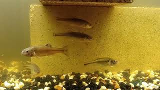 Fathead Minnow Tank Breeding (Pimephales)