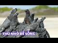 Khi Trái Đất Nóng Lên #1: Bí Ẩn Cự Đà Biển Thu Nhỏ Cơ Thể