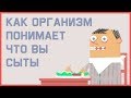 Edu: Как организм узнает, что вы сыты