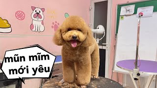 Chú Thích Bạn Ấy Béo ?? Chỉ Cần Chú Thích Là Được - Mật Pet Family by Mật Spa 979 views 1 year ago 8 minutes, 44 seconds