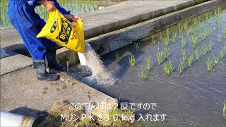 への字追肥一回目（水口から流し込み）
