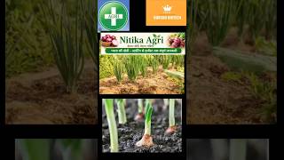 प्याज की खेती - स्टार्टिंग से हार्वेस्ट तक संपूर्ण जानकारी🌱