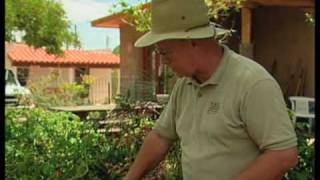 How To Identify Garden Problems With Tomato Plants