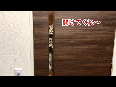 妹が寝てる間にイタズラし放題の猫に密着してみた結果w