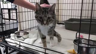 Wafer's Happy Tail
