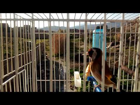 خلوي تيباتباتي سيكتور مدية ماشاء الله 