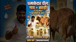 🐄 17–18 लीटर दूध, बछड़ी साथ — सिर्फ ₹55,000 से! 🔥💎☎️9660803600