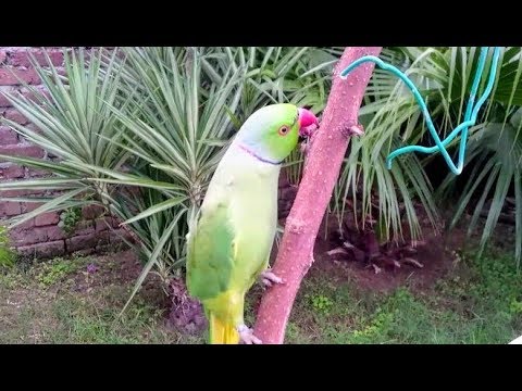 funny-indian-ringneck-parrot