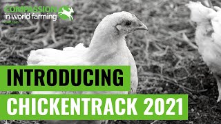 ChickenTrack 2021