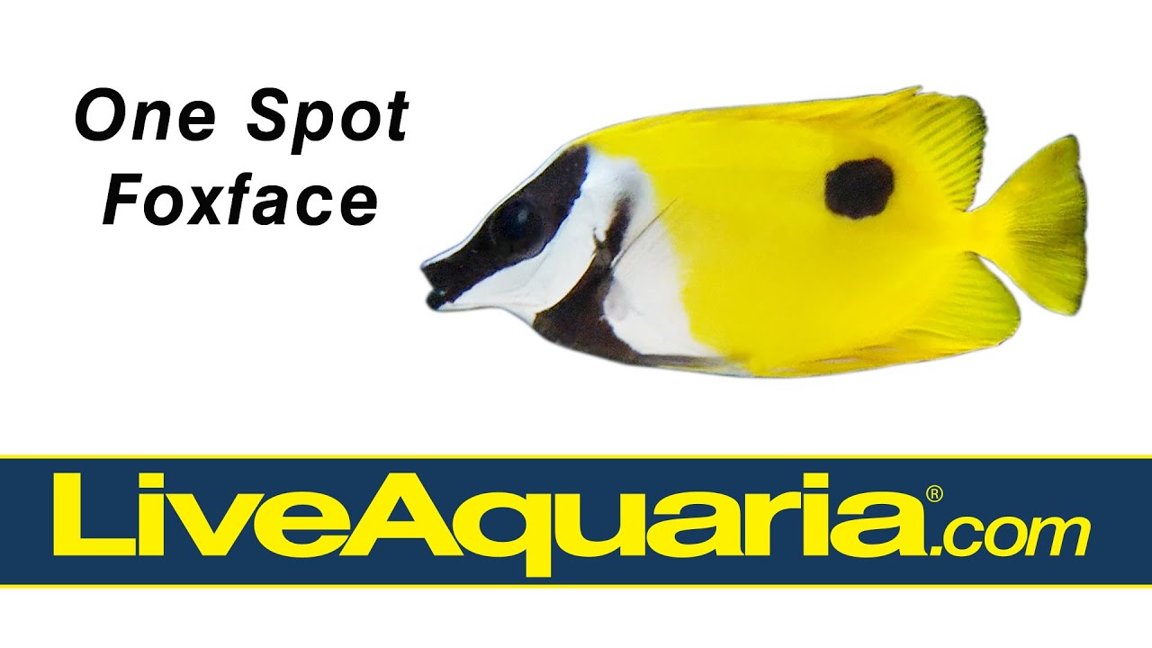 One Spot Foxface (Siganus unimaculatus) | LiveAquaria.com