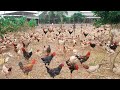 How poultry Farm make million Chicken meat laying every year
