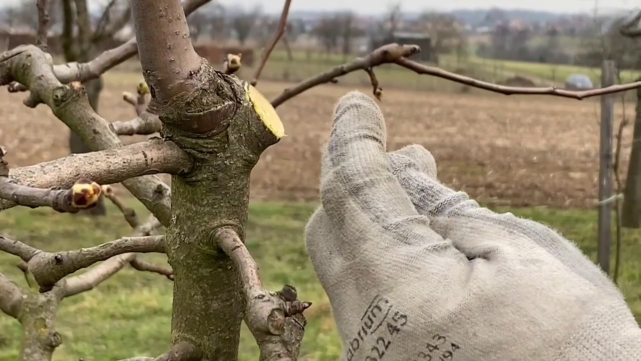 Poirier pillar : Taille d’hiver mars 2021 Ohlungen Association fruitière de Haguenau et environs.