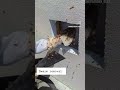 Safe Bee Swam Relocation