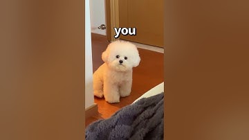 How WOULD You RATE this DOG 😱 | Wholesome Animals