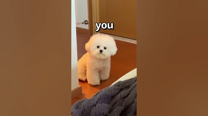 How WOULD You RATE this DOG 😱 | Wholesome Animals - DayDayNews