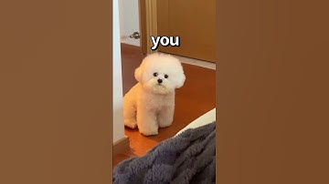 How WOULD You RATE this DOG 😱 | Wholesome Animals
