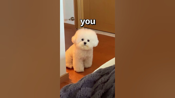 How WOULD You RATE this DOG 😱 | Wholesome Animals