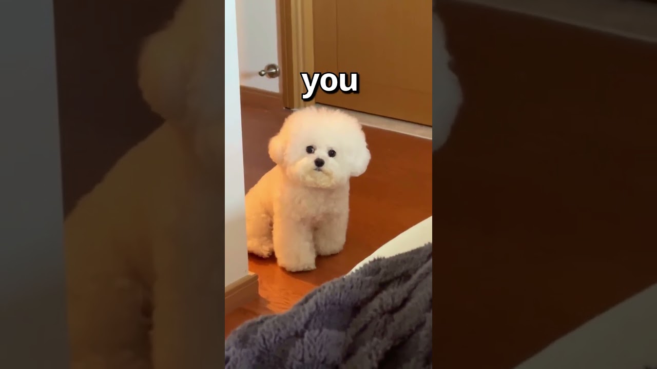 ⁣How WOULD You RATE this DOG 😱 | Wholesome Animals