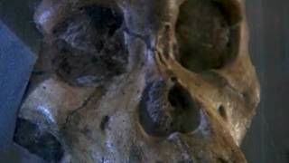 Two-Mln-Year-Old Hominid Sheds Light On Evolution