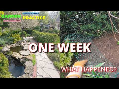 Garden Practice: Planting Clematis the RIGHT Way 🌸 + How to Stop Rabbits & Creeping Bellflower