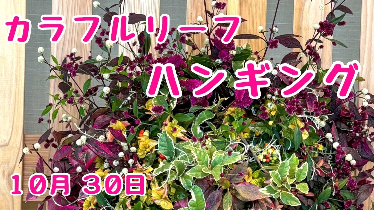 ワイルドフラワーと秋のフライングボール　ケイトウ　パンパスグラス 秋のカラフルリーフ #ハンギングバスケット #ウォールバスケット
