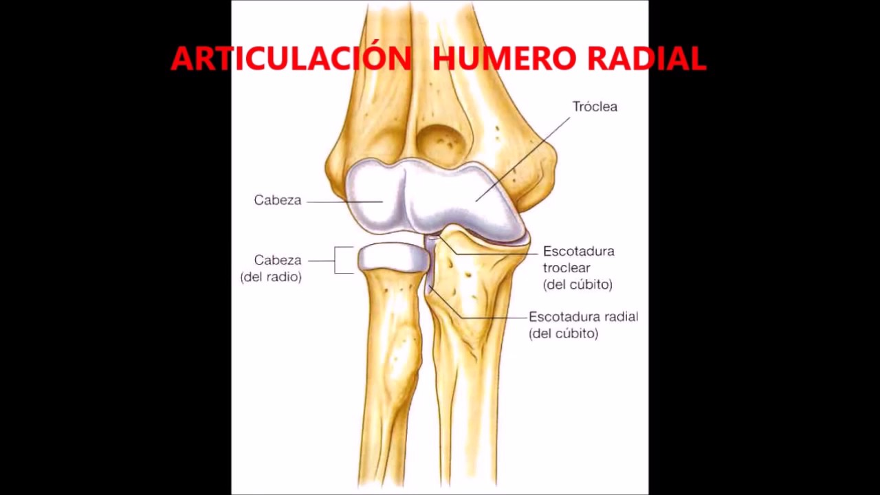 Articulation Humero Ulnaire : Humérus : définition, anatomie, schéma ...