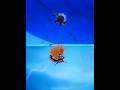 Luffy Vs Blackbeard Who Better Written? #onepiece #anime #luffy #1182 #1160