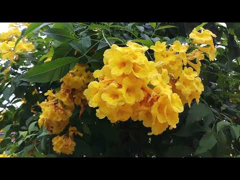 Video Cây Huỳnh liên hoa vàng (hoàng yến| Chuông vàng) - youtube